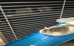 Hamster rodents for sale: Russian Dwarf Hamster - Image 5