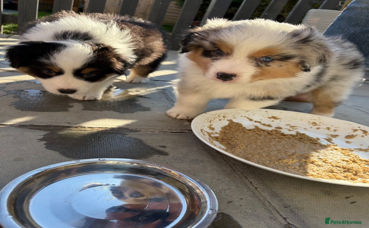 Australian Shepherd dogs - Advert 1