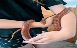 Corn Snake reptiles for sale: Corn Snake  - Advert 1