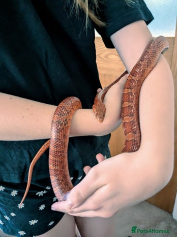 Corn Snake reptiles Corn Snake - Advert 1