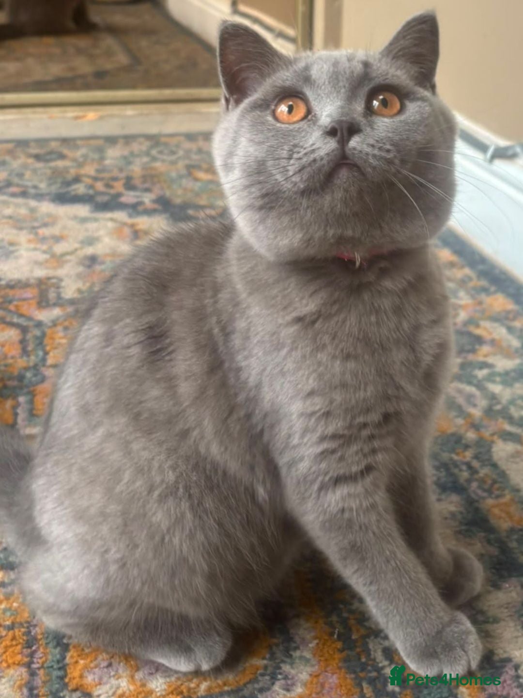 British Shorthair cats for sale: 1 LAST  GORGEOUS British Short Hair Female kitten  - Advert 2
