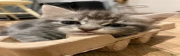 Maine Coon cats for sale: Beautiful Maine Coon X kittens  CUTIES!  - Advert 2