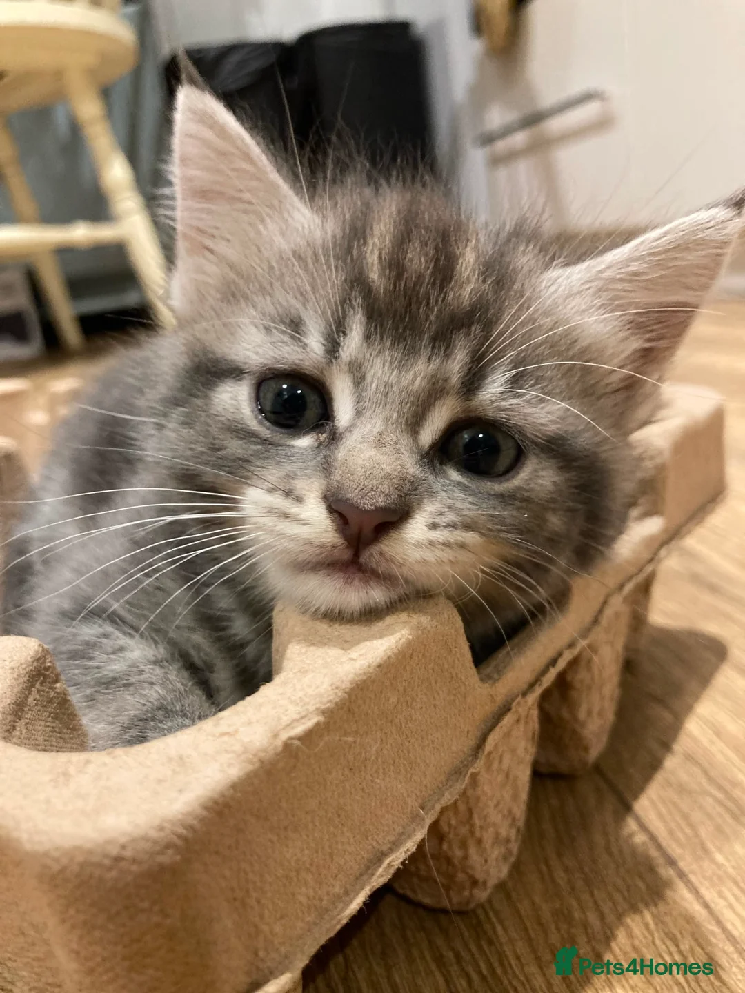 Maine Coon cats for sale: Beautiful Maine Coon X kittens  CUTIES!  - Advert 2