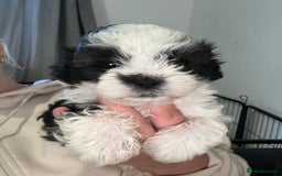 Shihpoo dogs for sale: Last boy Shihpoo. Ready to leave now. REDUCED - Image 4