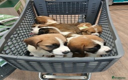 Saint Bernard dogs for sale: Saint Bernard puppies  - Image 36