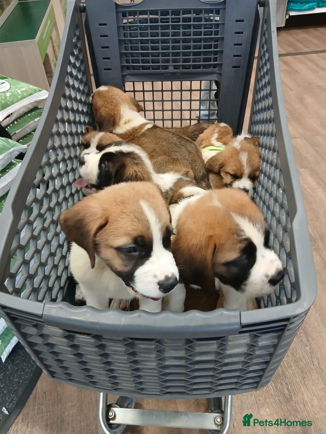 Saint Bernard dogs for sale: Saint Bernard puppies  - Image 36