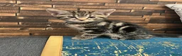 Mixed Breed cats for sale: 🐾 GORGEOUS KITTENS READY FOR THEIR NEW HOMES! 🐾 - Advert 14