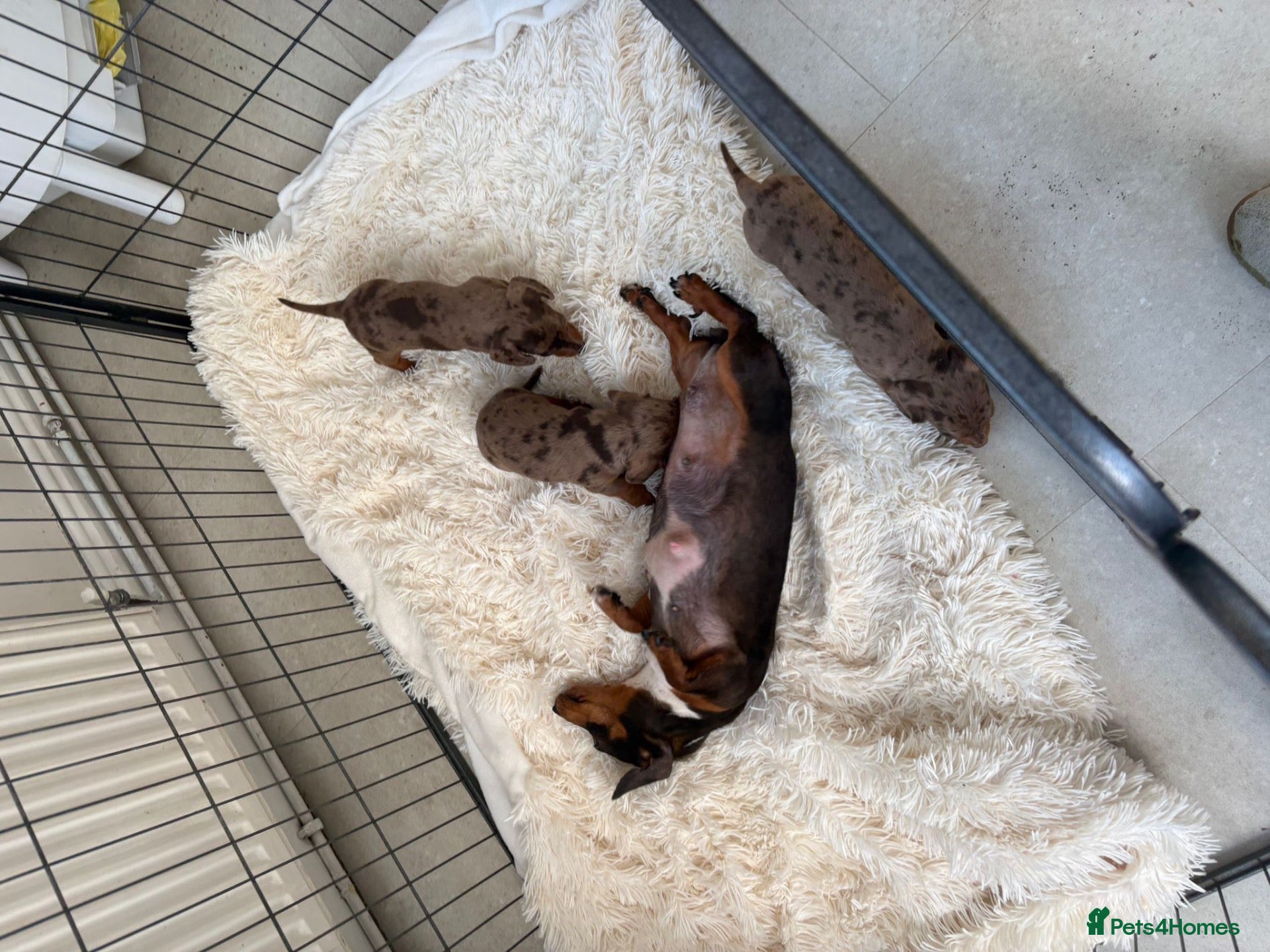 Miniature Dachshund dogs Stunning litter of miniature dachshund pups  - Advert 1