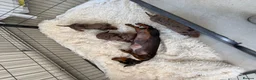 Miniature Dachshund dogs for sale: Stunning litter of miniature dachshund pups  - Advert 1