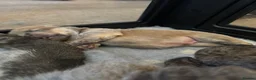Chow Chow dogs for sale: Smooth Coat Chow Chow Male Puppy – Cinnamon  - Advert 7