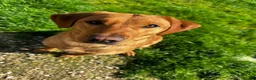 Labrador Retriever dogs for sale: 4 year old Fox red Lab - Advert 4