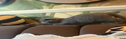 British Shorthair cats for sale: 😻Blue British Shorthair Boy ChampionLine 😻🥇🏆 - Advert 5