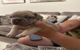 French Bulldog dogs for sale: French Bulldogs - Image 11