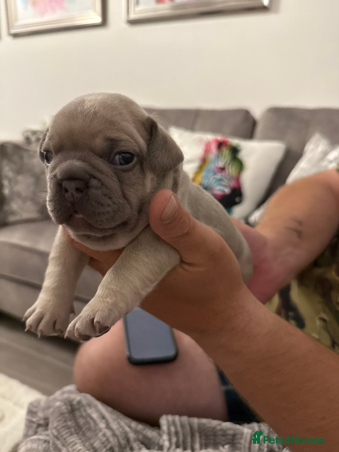 French Bulldog dogs for sale: French Bulldogs - Image 11