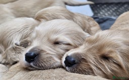 Goldador dogs for sale: 🐾Gorgeous Puppies-Family Raised with Love&Care🐾 - Image 4