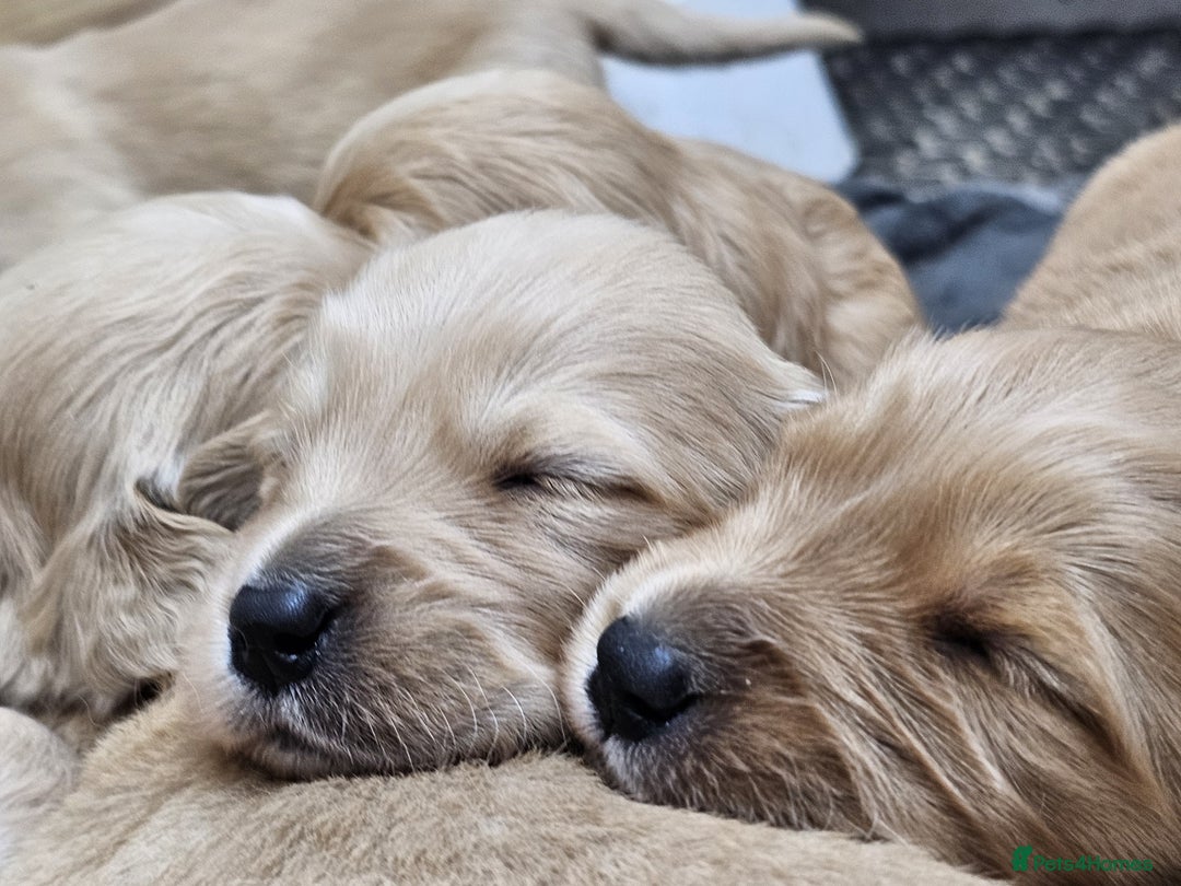 Goldador dogs for sale: 🐾Gorgeous Puppies-Family Raised with Love&Care🐾 - Image 4
