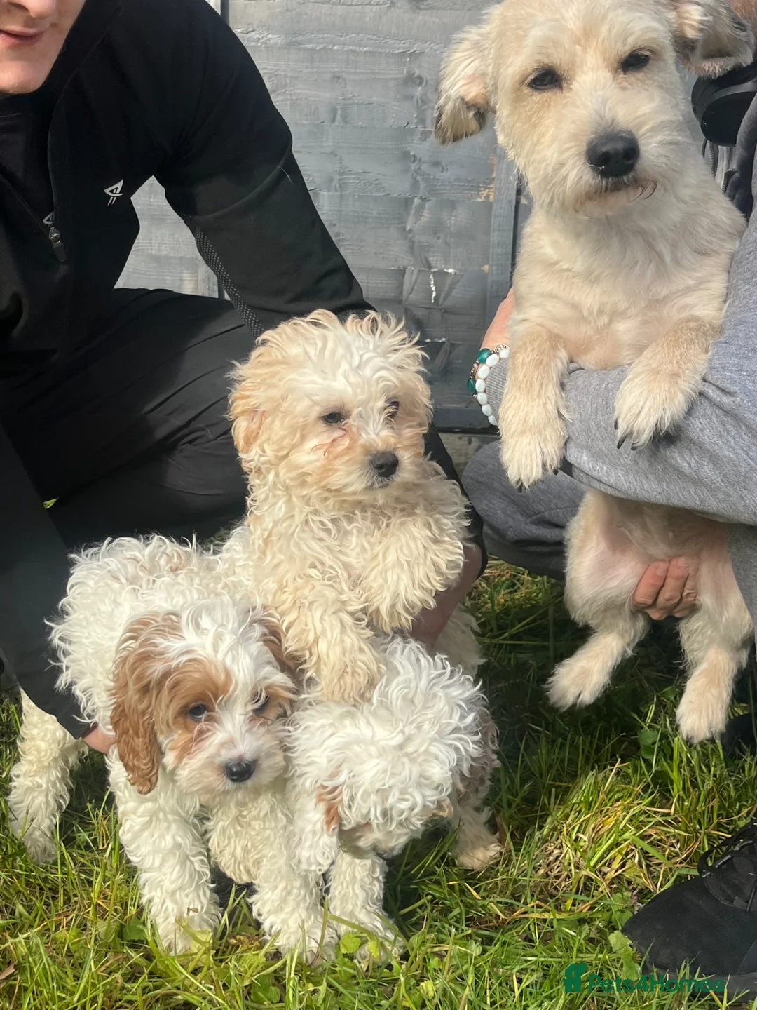 Cavapoo dogs for sale: Stunning cavapoo pups  in Chelmsford - Advert 2