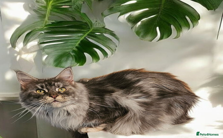 Maine Coon cats - Advert 4