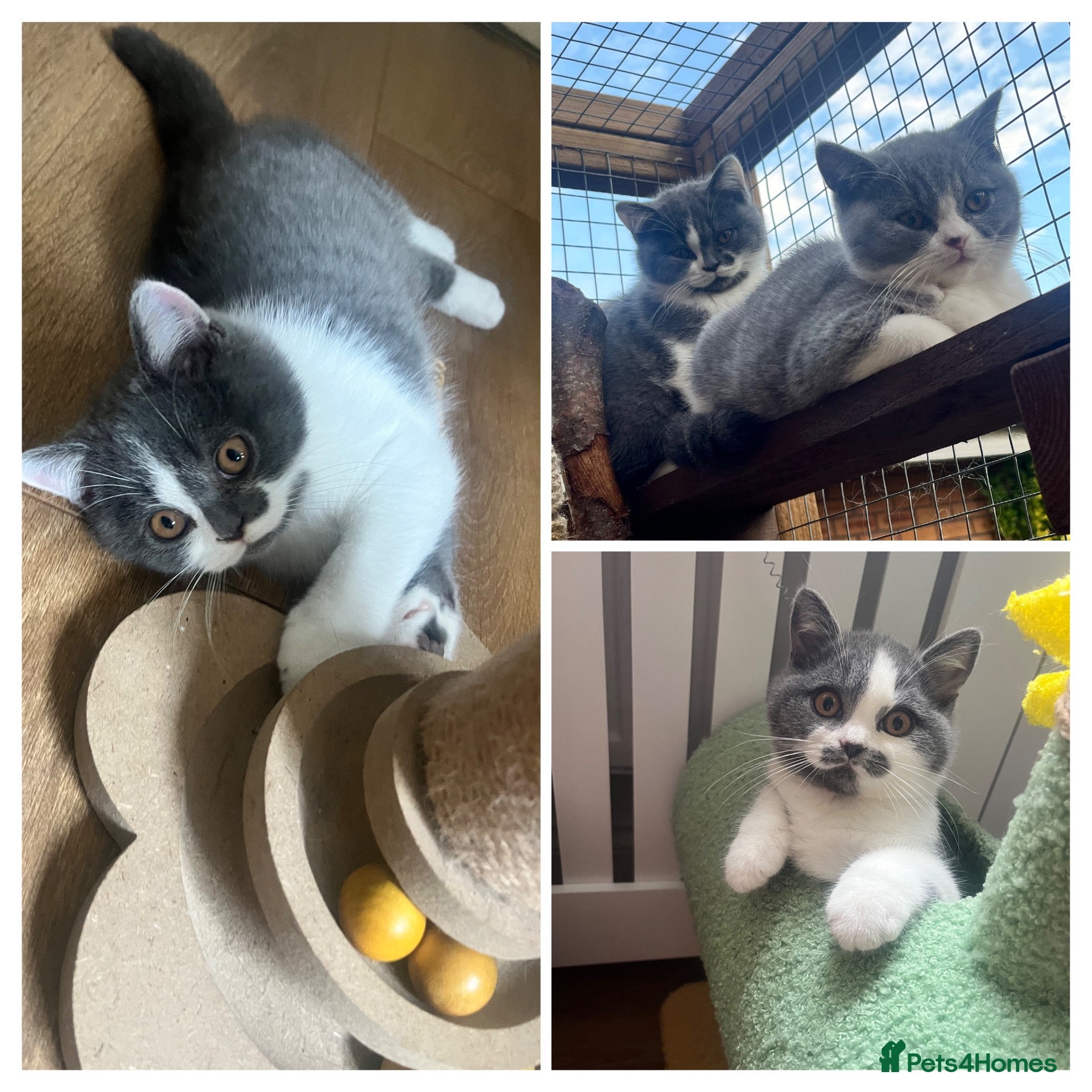 British Shorthair cats GCCF British Shorthair Blue Bicolour - Advert 14