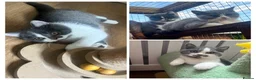 British Shorthair cats for sale: GCCF British Shorthair Blue Bicolour Ready Now - Advert 1