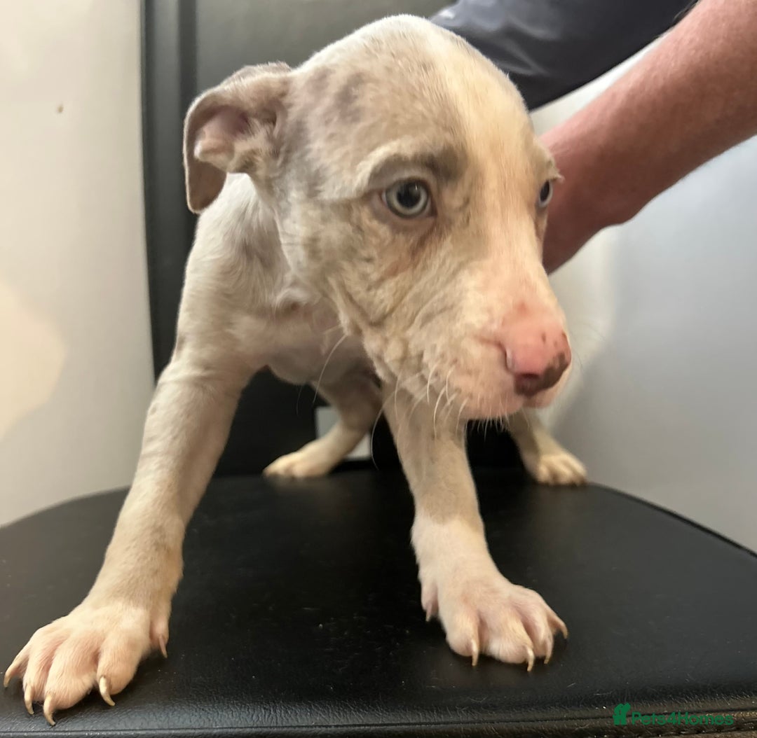 Mixed Breed dogs for sale: Mastiff x Shar pei puppies  - Image 11