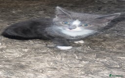 Mixed Breed cats for sale: Beautiful kittens  - Image 5