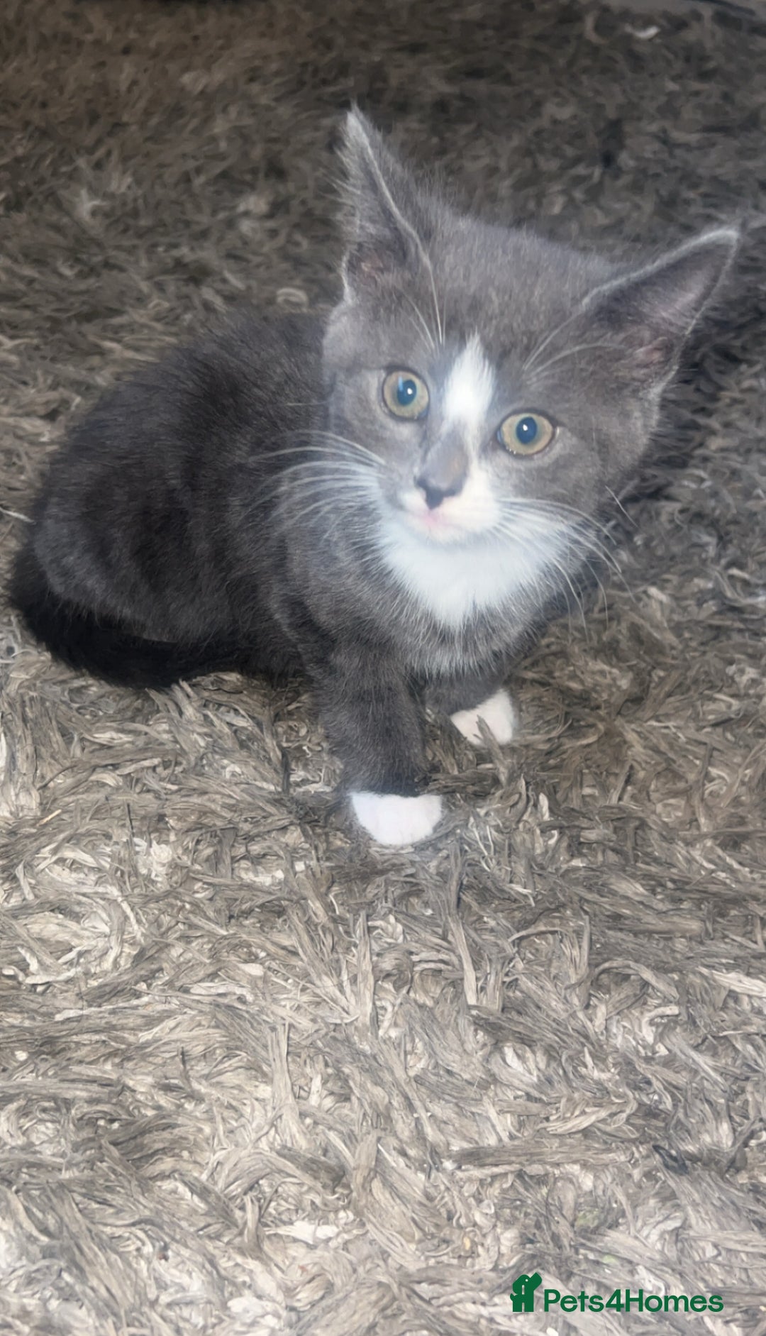 Mixed Breed cats for sale: Beautiful kittens  - Image 5