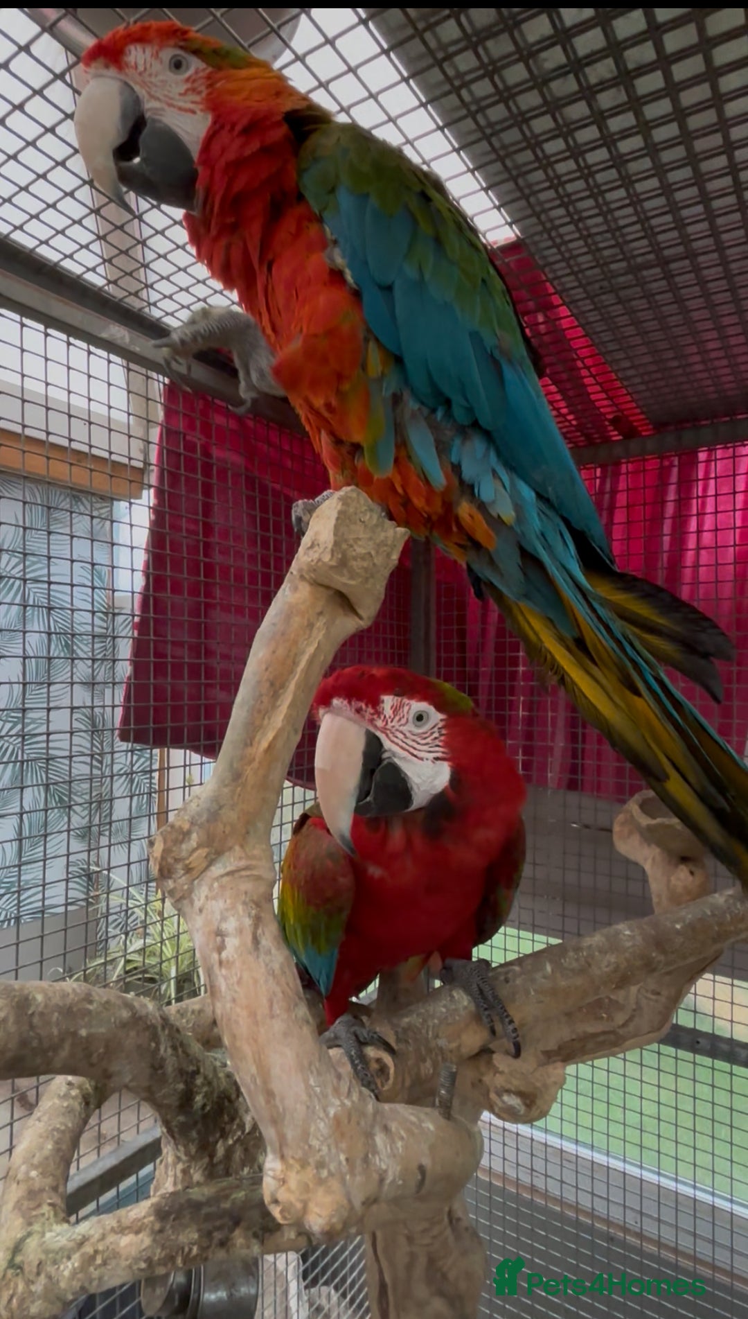 Macaws birds for sale: Tropicana x Jubilee pair of Macaws  - Advert 5