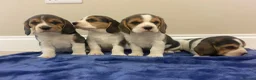 Beagle dogs for sale: Chunky friendly beagles  - Advert 17
