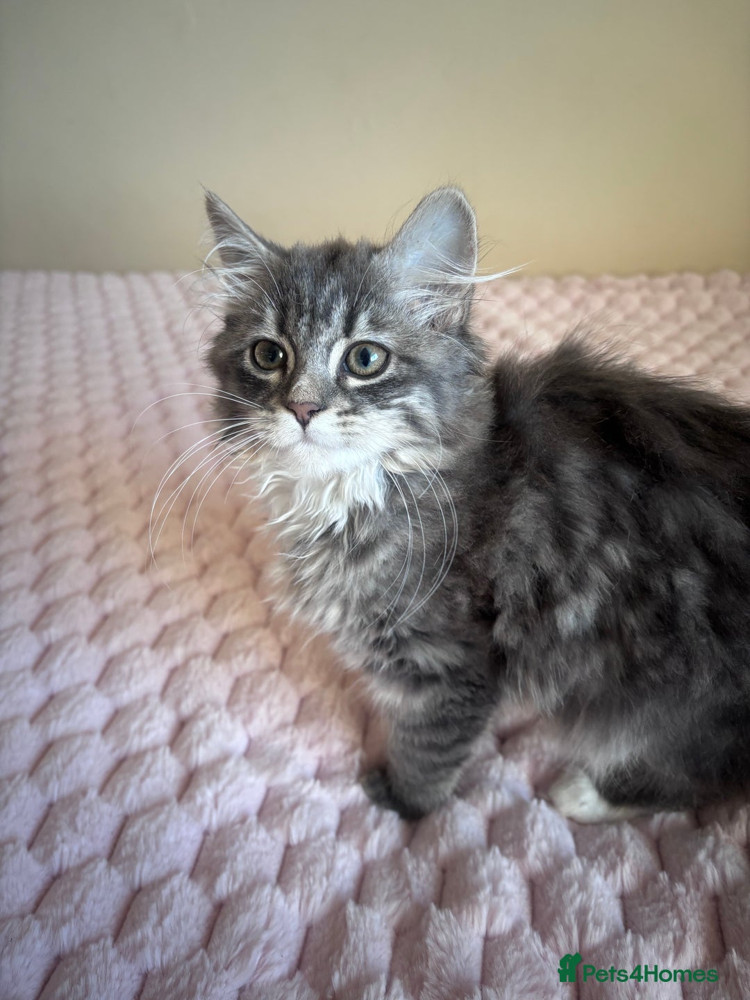 Maine Coon cats for sale: Maine Coon Kitten  - Image 12
