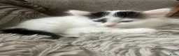 Mixed Breed cats for sale: 5 beautiful black and white kittens.READY TO GO!!  in Lichfield - Advert 4