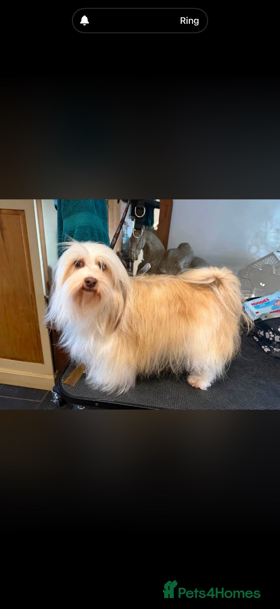 Havanese dogs Stunning KC Registered Havanese Puppies - Advert 2