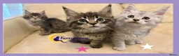 Maine Coon cats for sale: Gorgeous TICA Pedigree Maine Coon Kittens - Advert 5