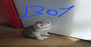 Mixed Breed cats - Advert 8