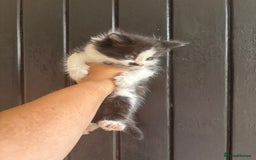 Maine Coon cats for sale: 2 female, 1 male ready for their forever home - Image 7