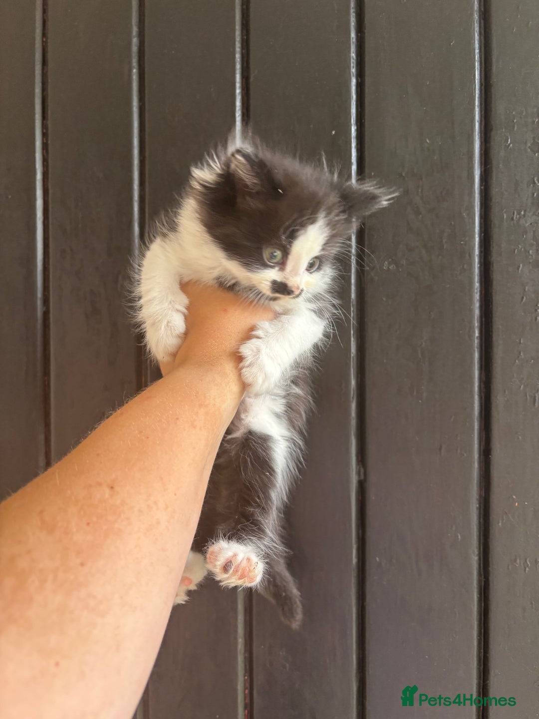 Maine Coon cats for sale: 2 female, 1 male ready for their forever home - Image 7