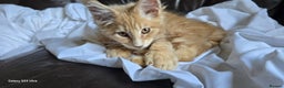 Maine Coon cats for sale: 8 month old Maine coon  - Advert 7