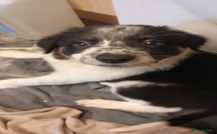 Border Collie dogs - Advert 9