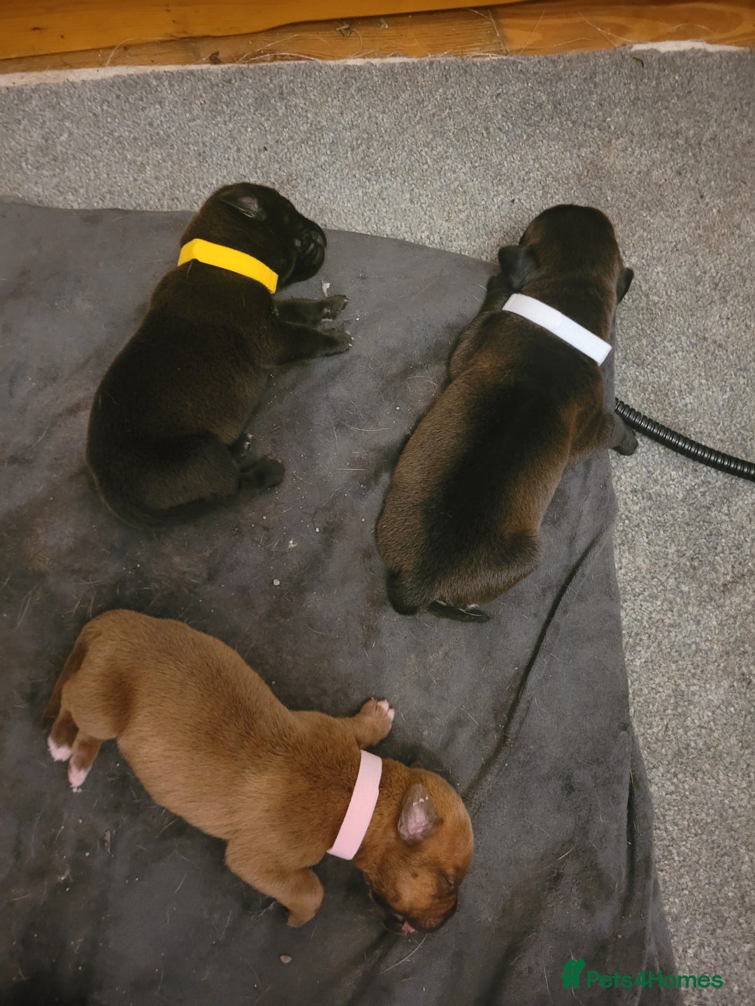 Mixed Breed dogs for sale: Douge de bordeaux x Presa Canerio  - Image 2