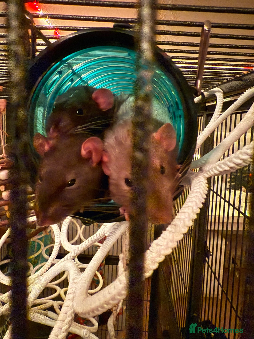 Rat rodents for sale: Male rats - Advert 2