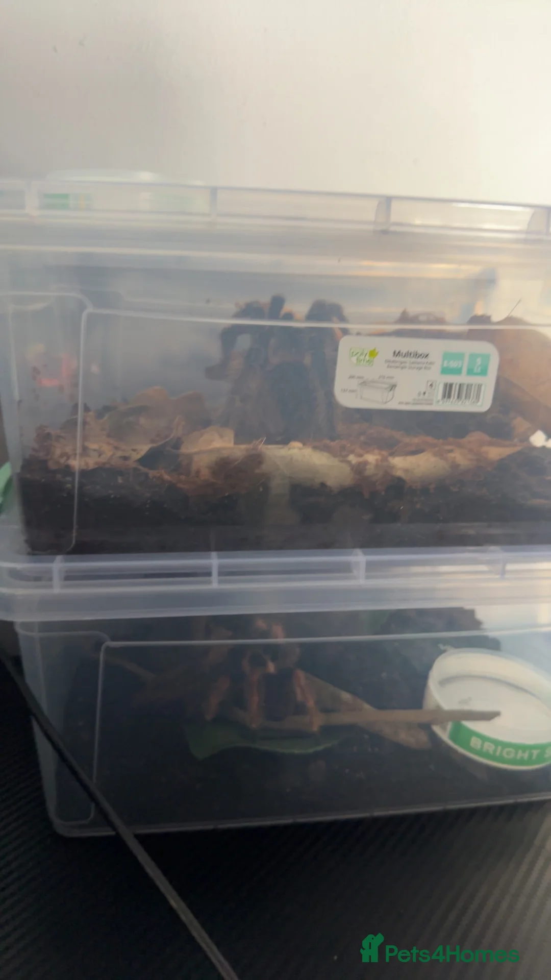 Tarantulas invertebrates for sale: Salmon pink Brazilian bird eater  in York - Advert 2