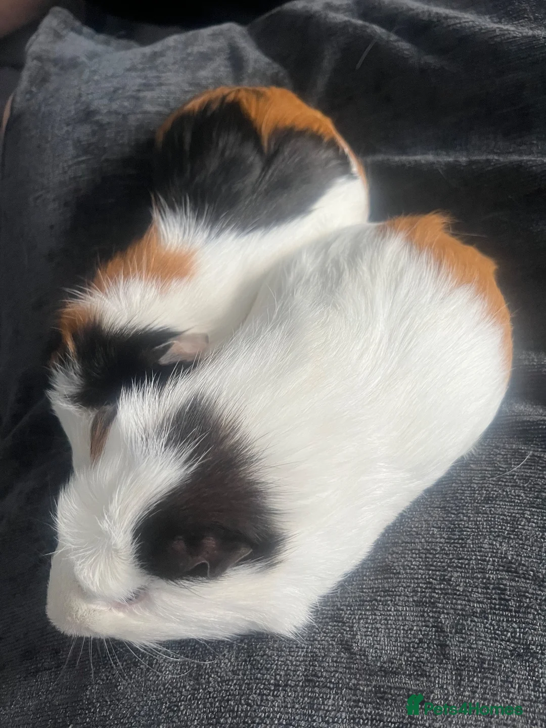 Guinea Pig rodents for sale: 2 guniea pigs for sale, urgently trying to rehome in Walsall - Advert 2