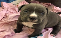 Staffordshire Bull Terrier dogs for sale: Staffordshire bullterrie puppies  - Image 5