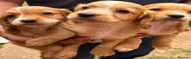 Cocker Spaniel 1