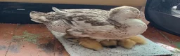 Mixed Breed livestock for sale: Appleyard ducklings - Advert 2