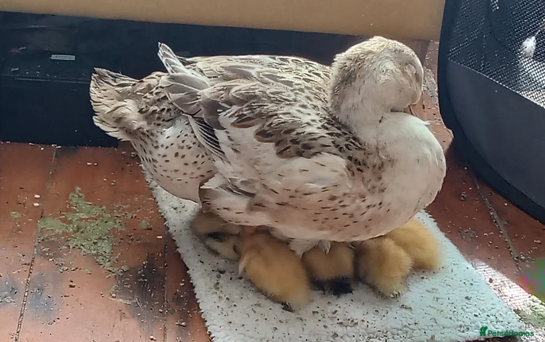 Mixed Breed livestock for sale: Appleyard ducklings - Advert 2