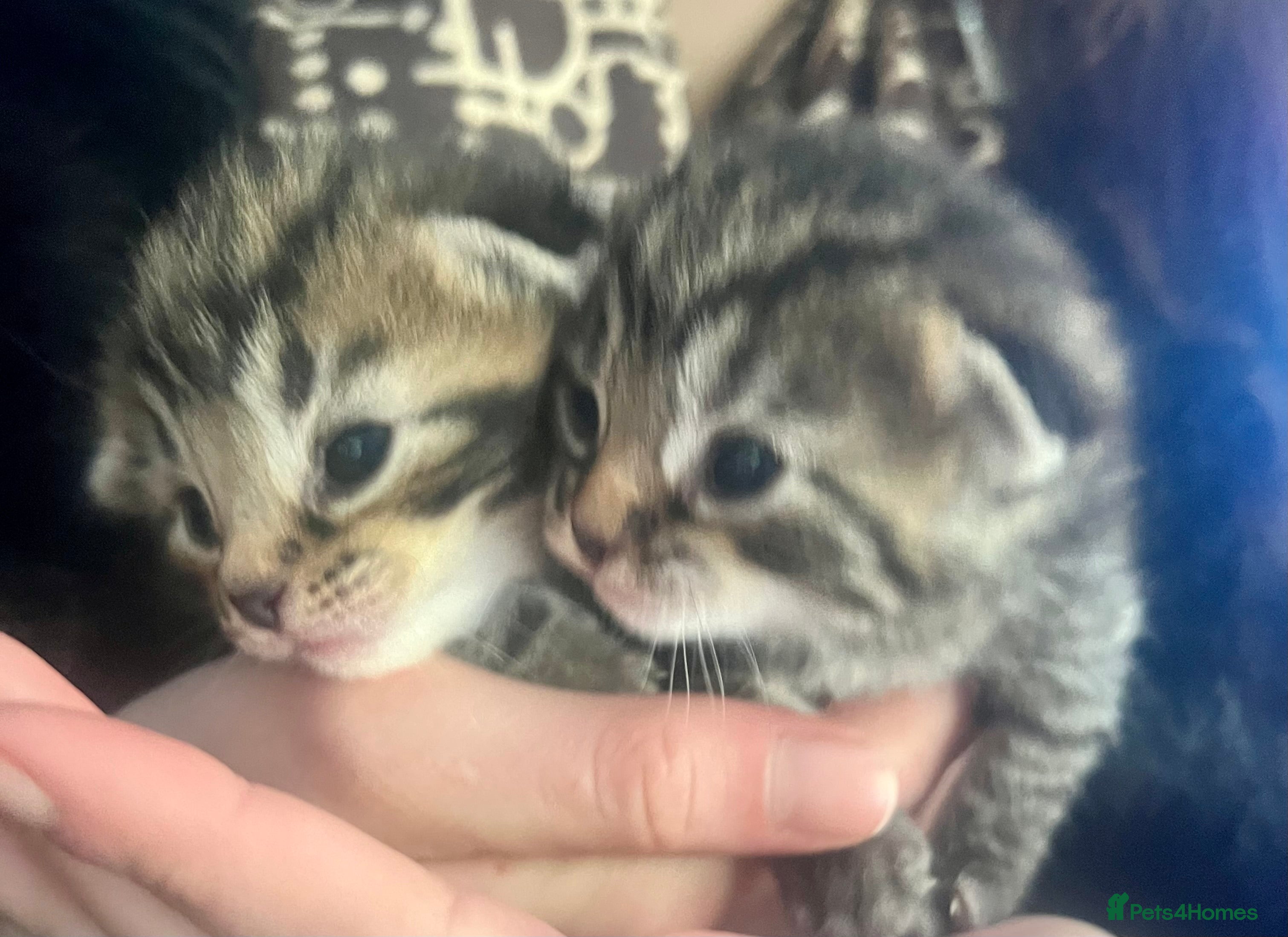 Bengal cats Bengal x kittens  - Advert 5