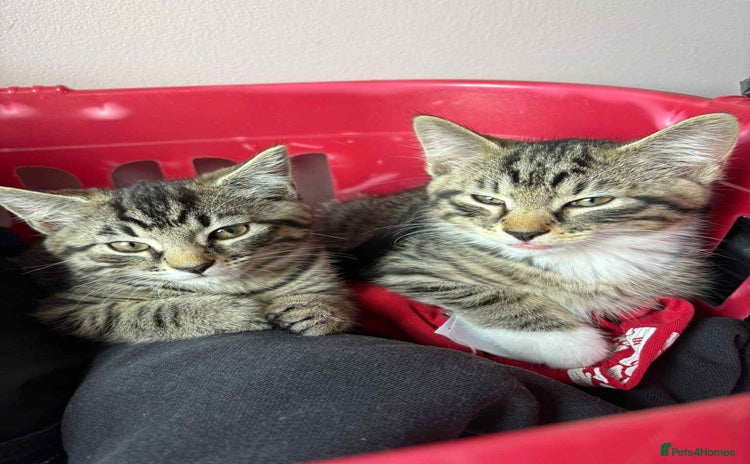 Mixed Breed cats - Advert 9