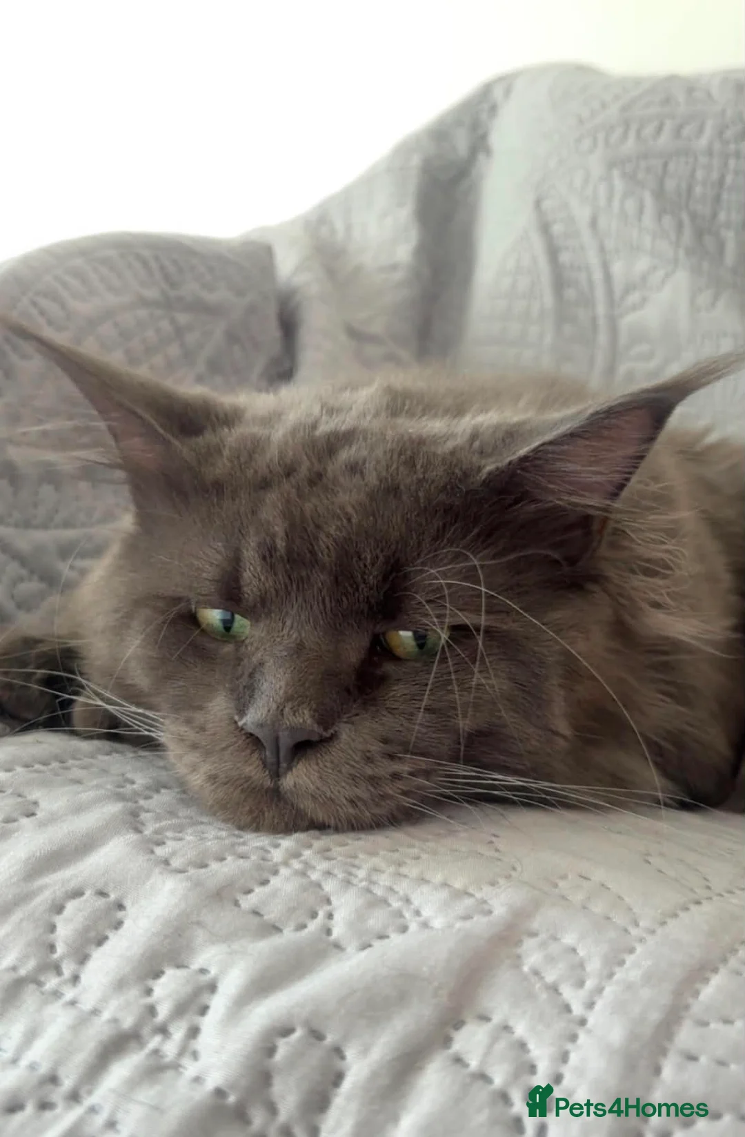 Maine Coon cats for sale: Beautiful Blue Tortie Tabby Maine Coon Female - Advert 9