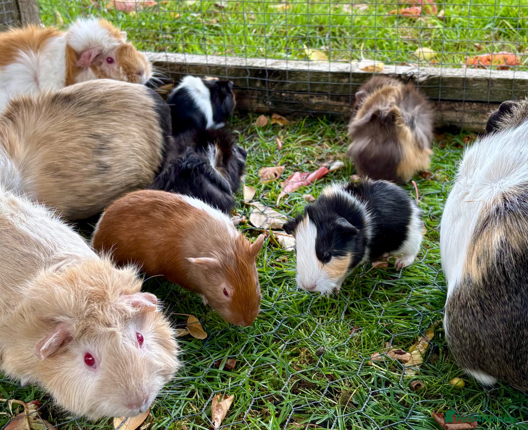 Guinea Pig rodents for sale: Baby Guinea Pigs for sale  - Advert 6